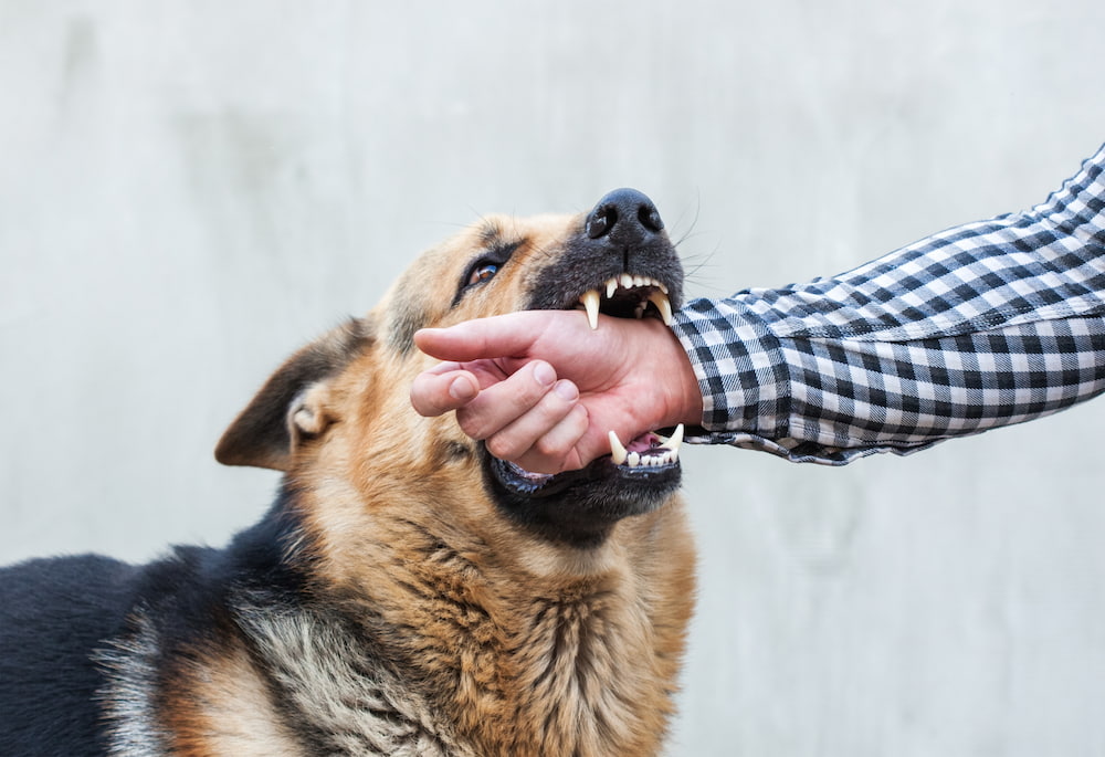 houston dog bite lawyer